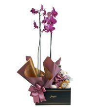 Caixa Giuliana Flores Orquídea e Pelúcia 