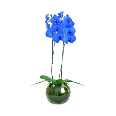 Orquídea Phalaenopsis Azul No Aquário De Vidro