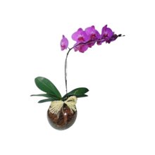 Orquídea Phalaenopsis Lilás No Aquário De Vidro