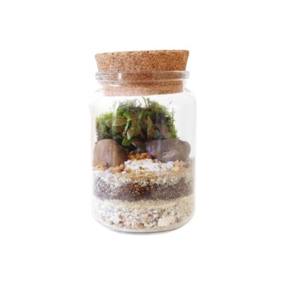 Terrário Paraíso Rústico