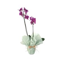 Orqúídea Beleza Natural