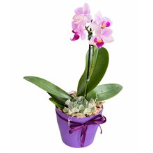 Mini Jardim de Orquídea