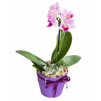 Mini Jardim de Orquídea