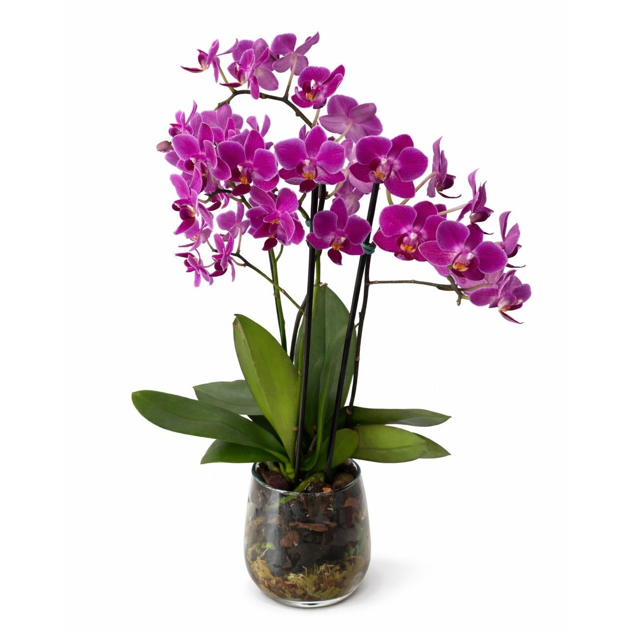 Orquídea Luxo Lilás