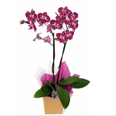 Orquídea Encantada