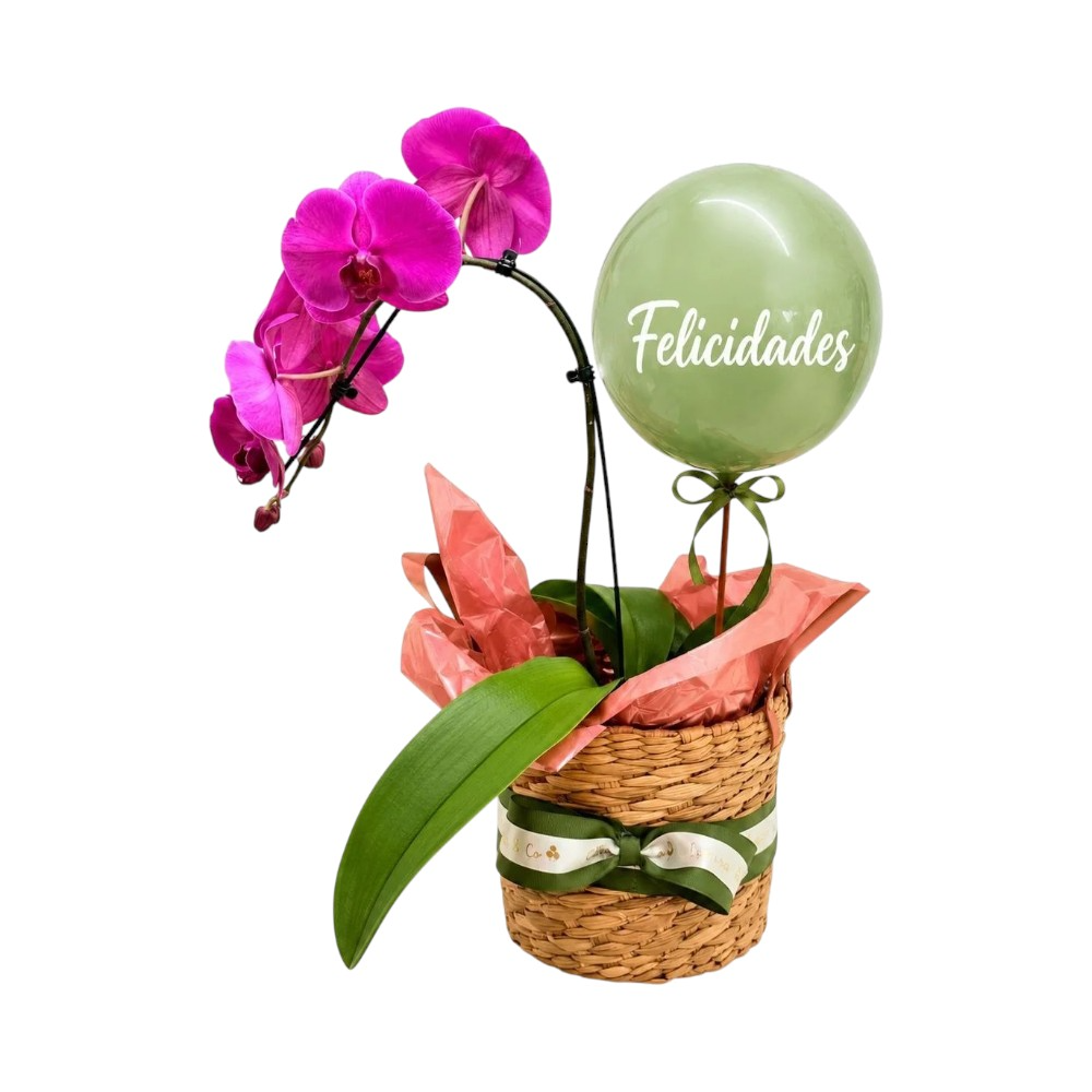 Orquídea Rosa Cachepô com Alças e Bubble Felicidades