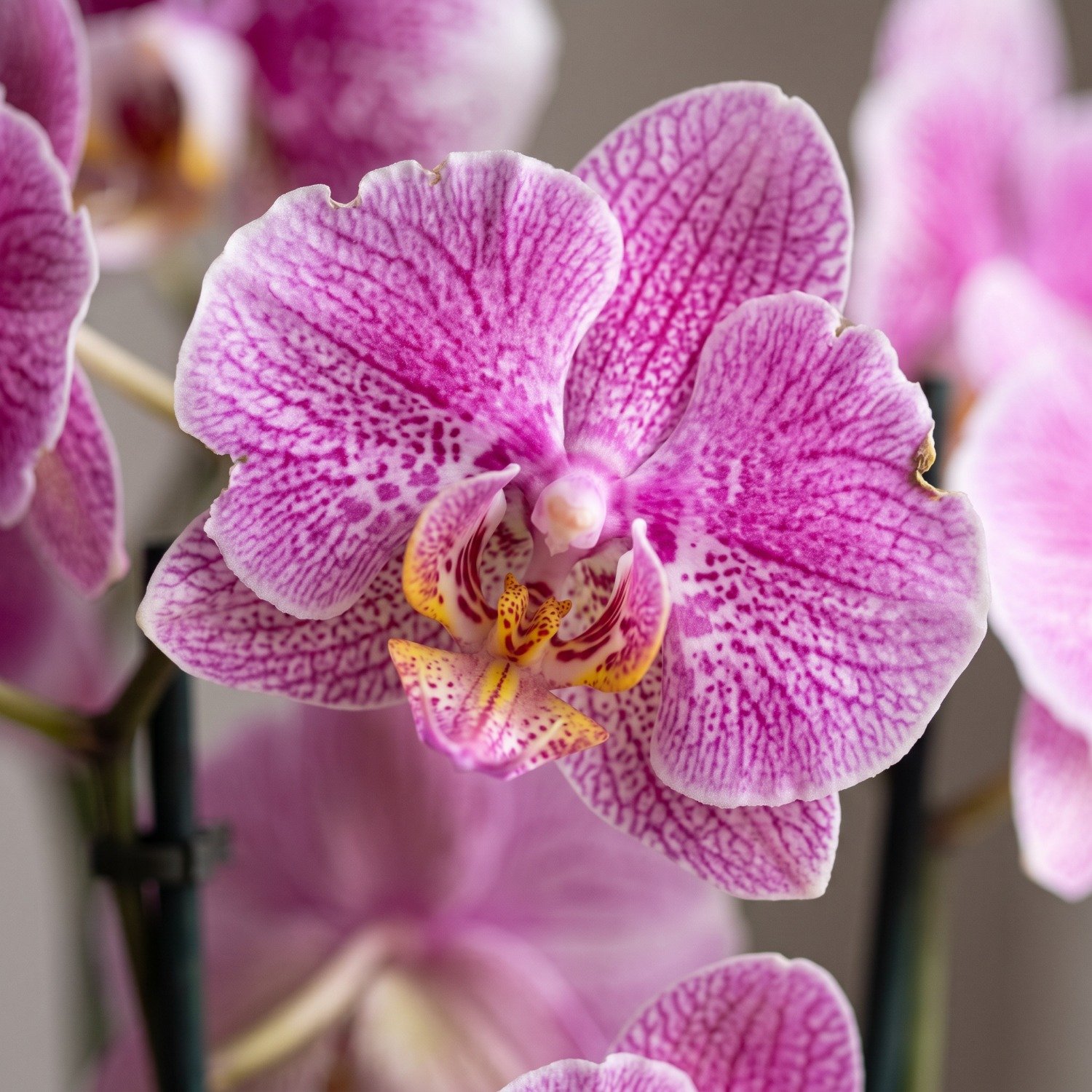 Orquídea no Vaso de Vidro