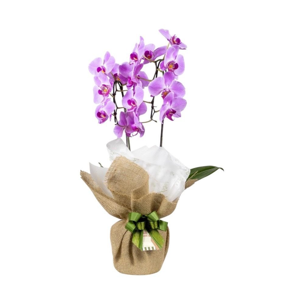 Arranjo Orquídea Cascata
