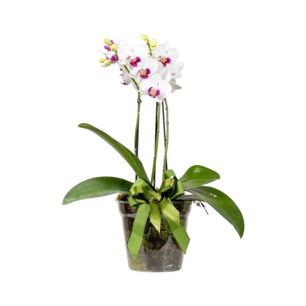 Orquídea Vitalidade