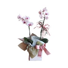 Orquídea em Cachepô