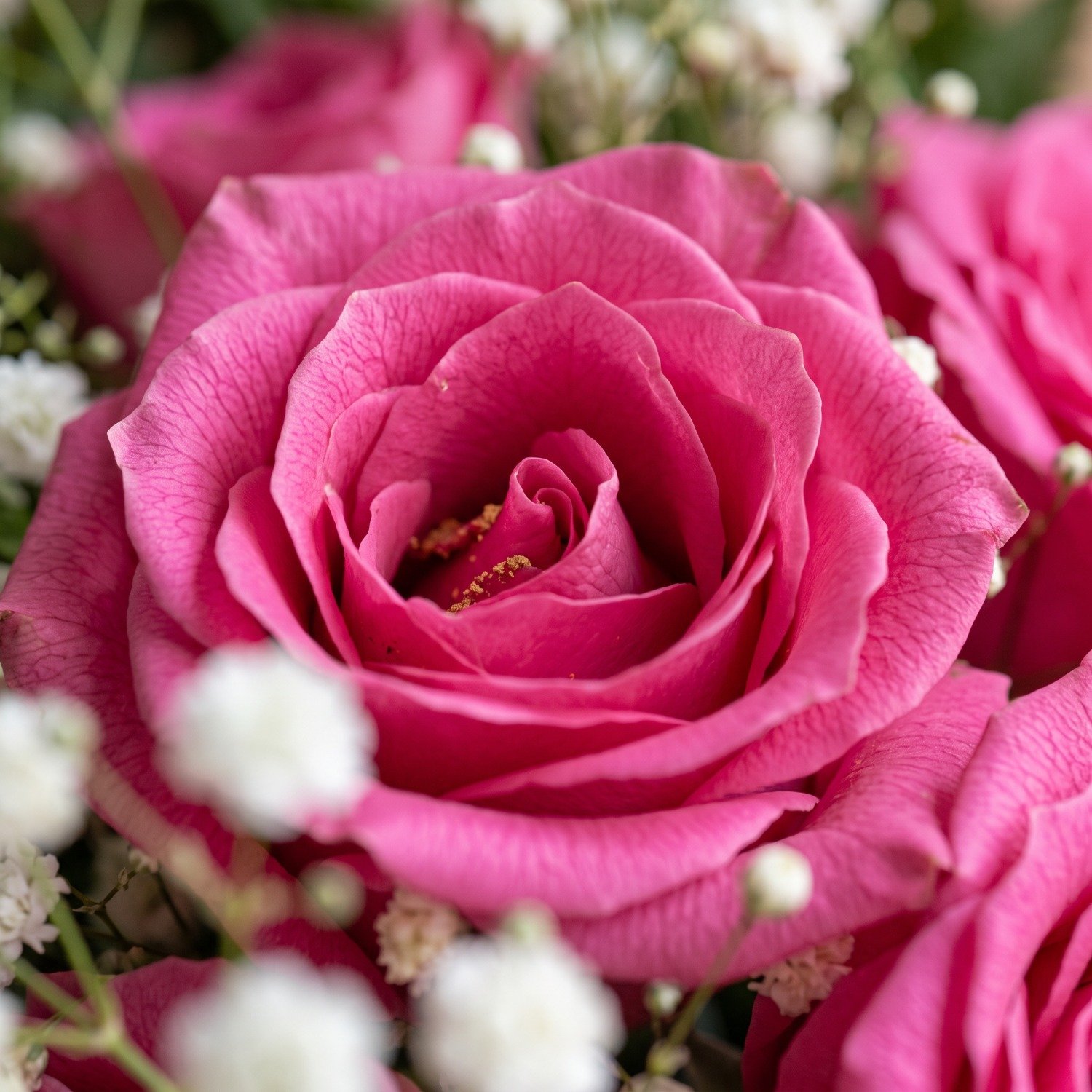Buquê 6 Rosas Doce Encanto