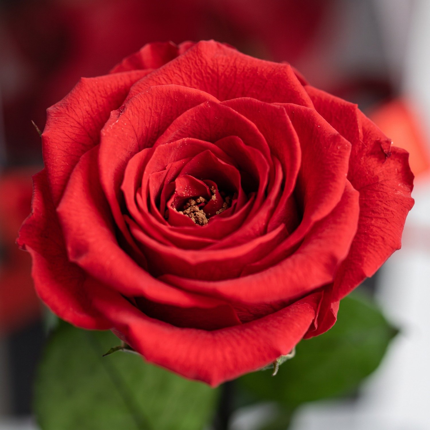 Rosa Eterna Vermelha Box