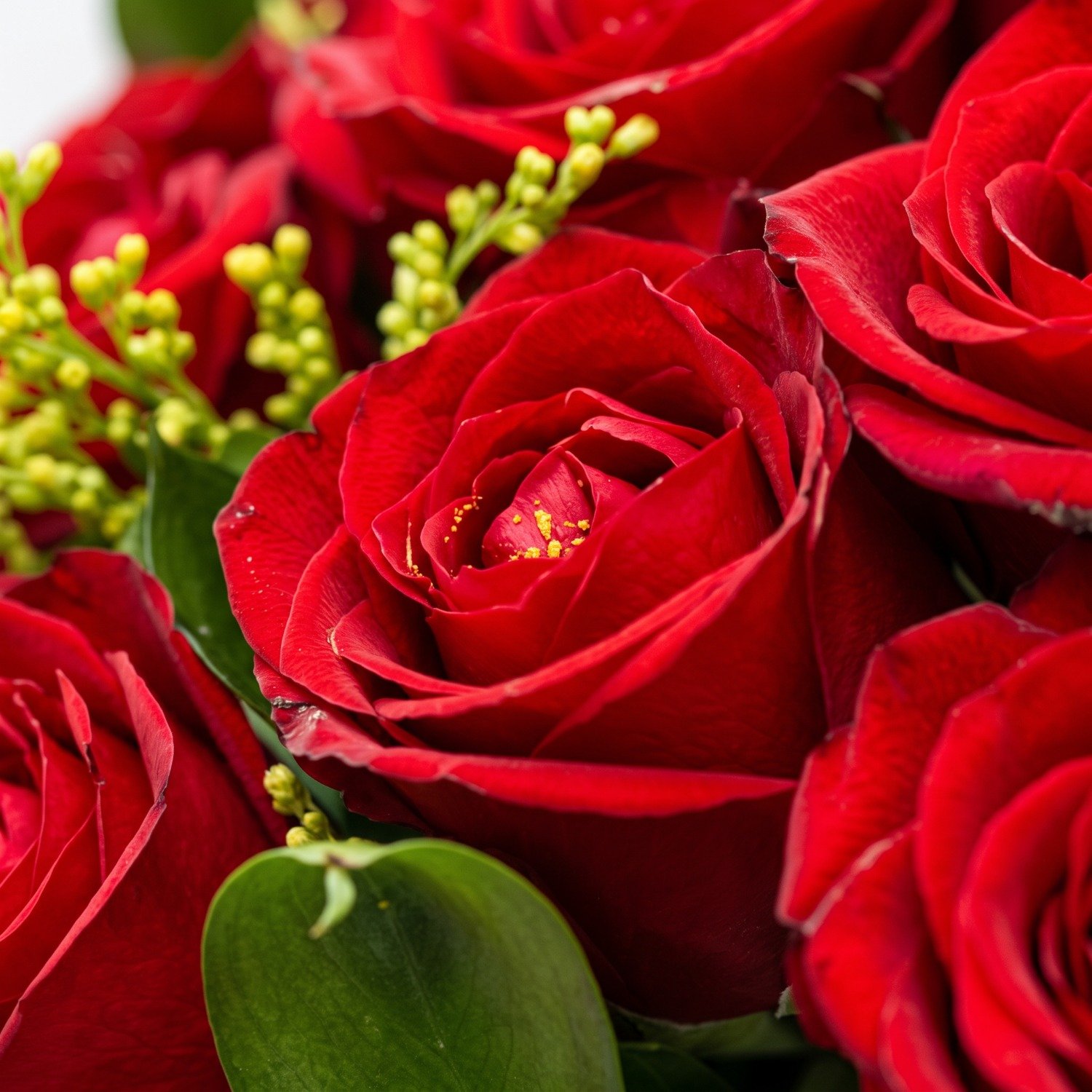 Buquê de Rosas Clássico Amor