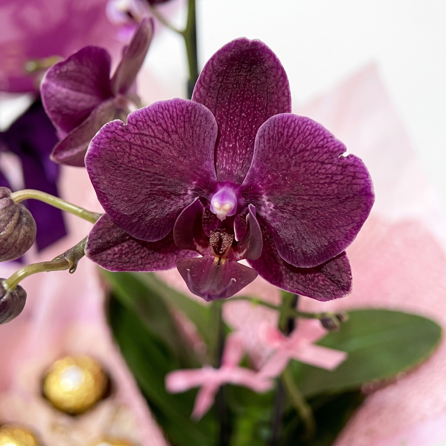 Presente Mini Orquídea Natural, Chocolate e Balão