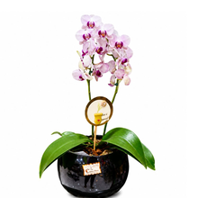 VASO VIDRO MINI ORQUÍDEA