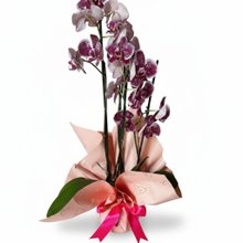 Orquúidea