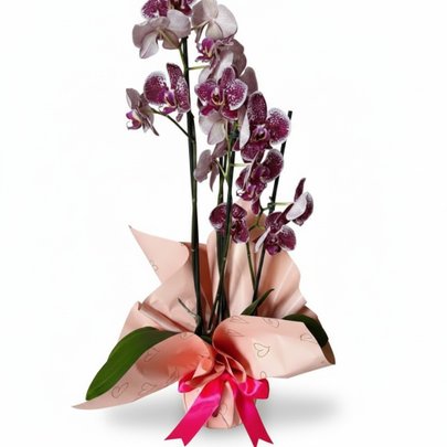 Orquúidea