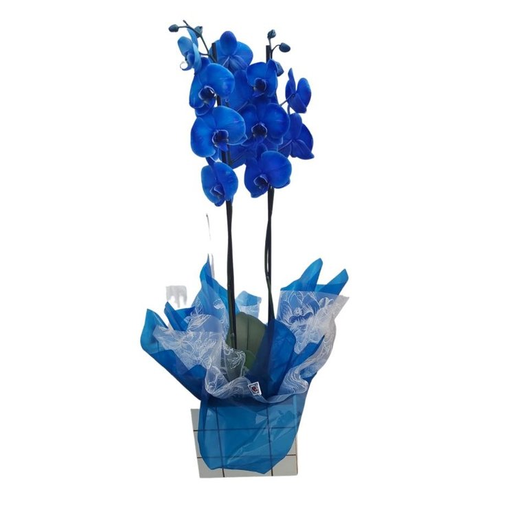 Orquídea Plantada Phalaenopsis Azul