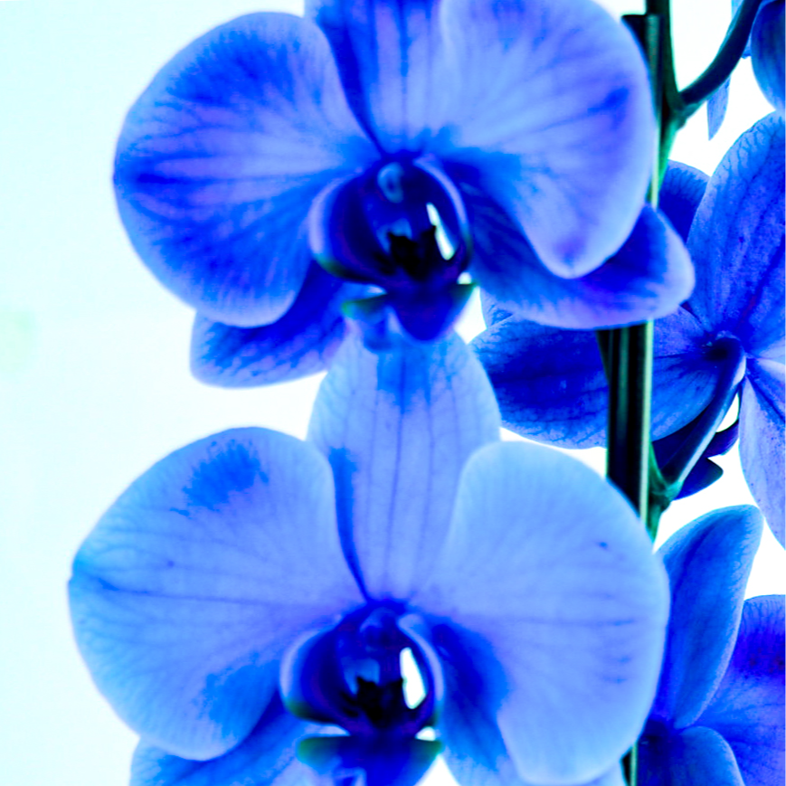 Orquídea Plantada Phalaenopsis Azul