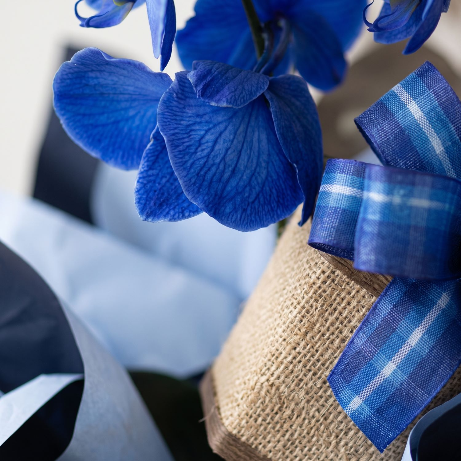 Orquídea Plantada Phalaenopsis Azul