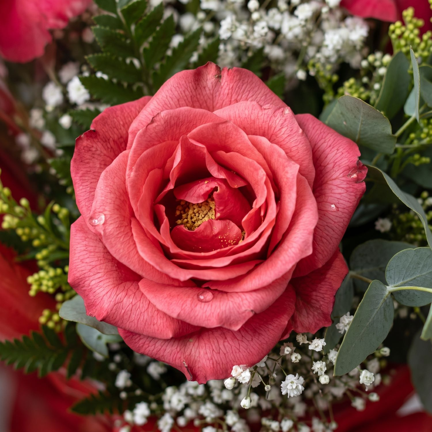 Buquê de 6 Rosas Vermelhas Nacionais  