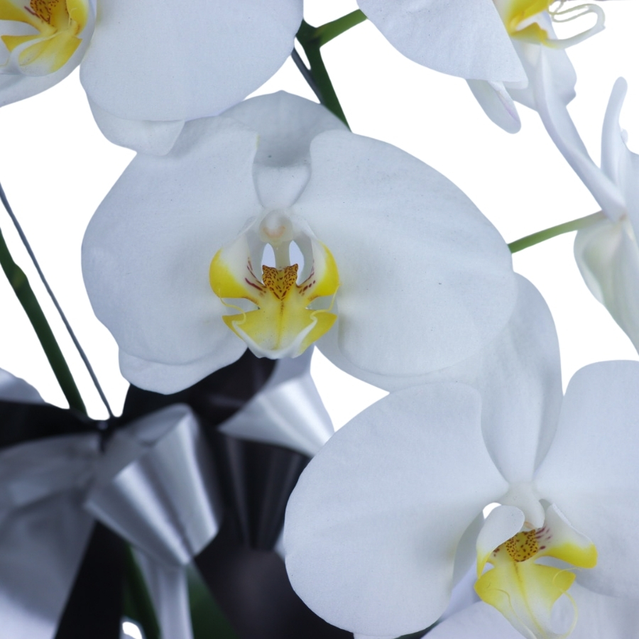 Orquídeas Phalaenopsis Branca