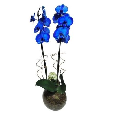 Orquídea Phalaenopsis Plantada  Azul