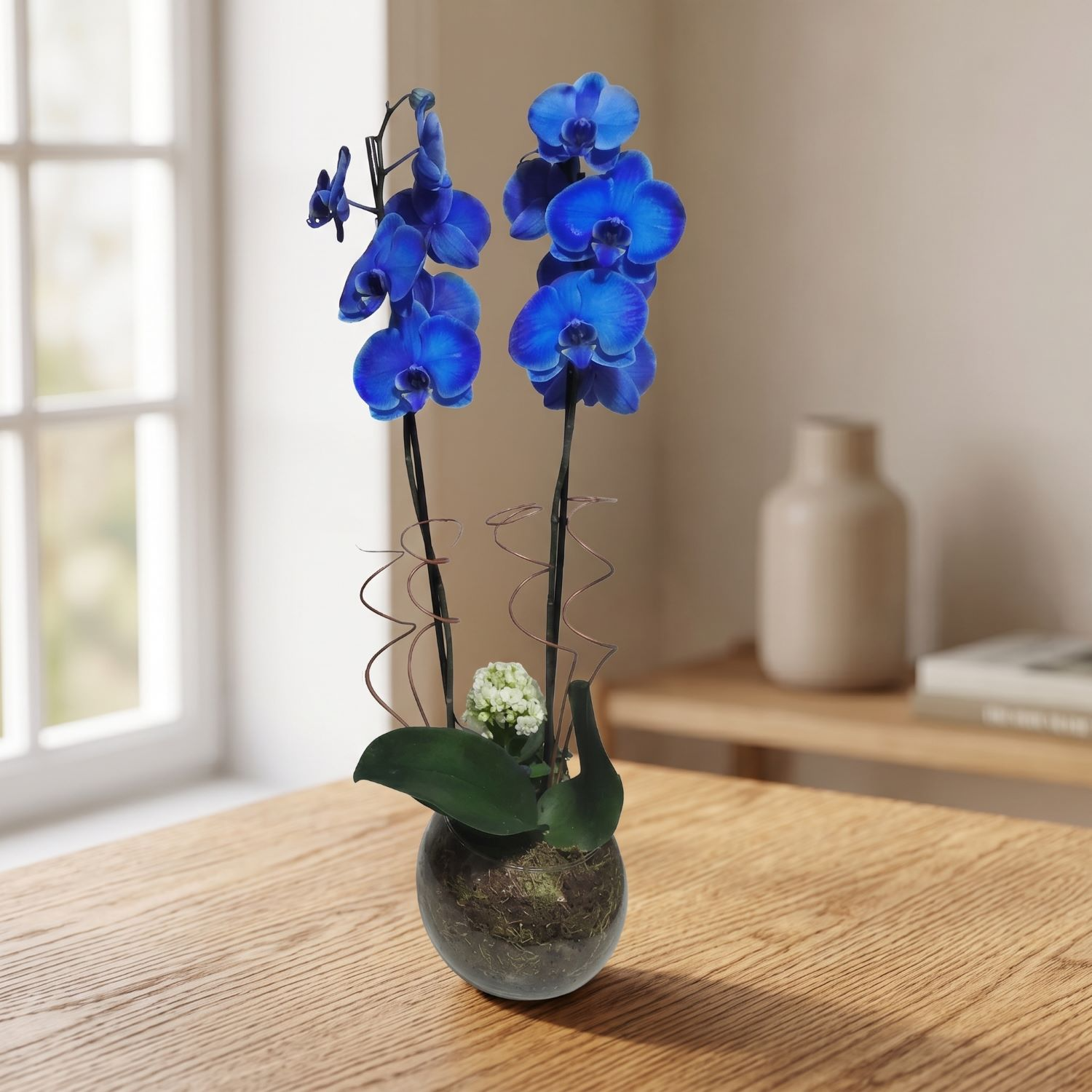  Orquídea Phalaenopsis Plantada  Azul