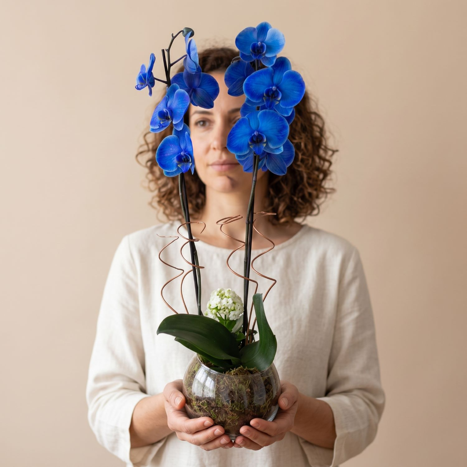  Orquídea Phalaenopsis Plantada  Azul