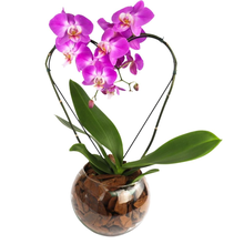 Orquidea Phalaenopiss Roxa de Coração