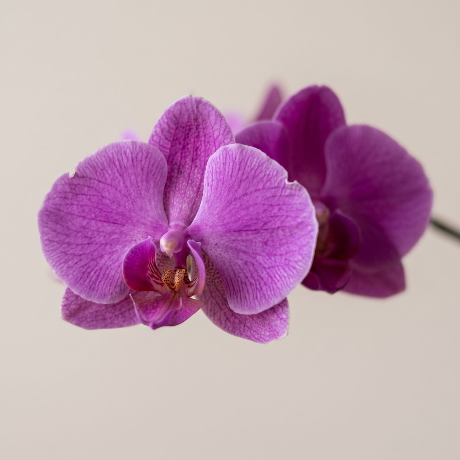 Orquídeas Phalaenopsis Roxa