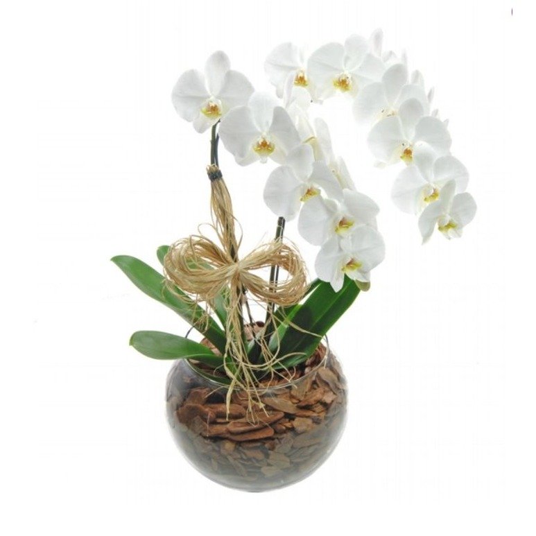 Orquídeas Phalaenopsis com duas Hastes Branca  