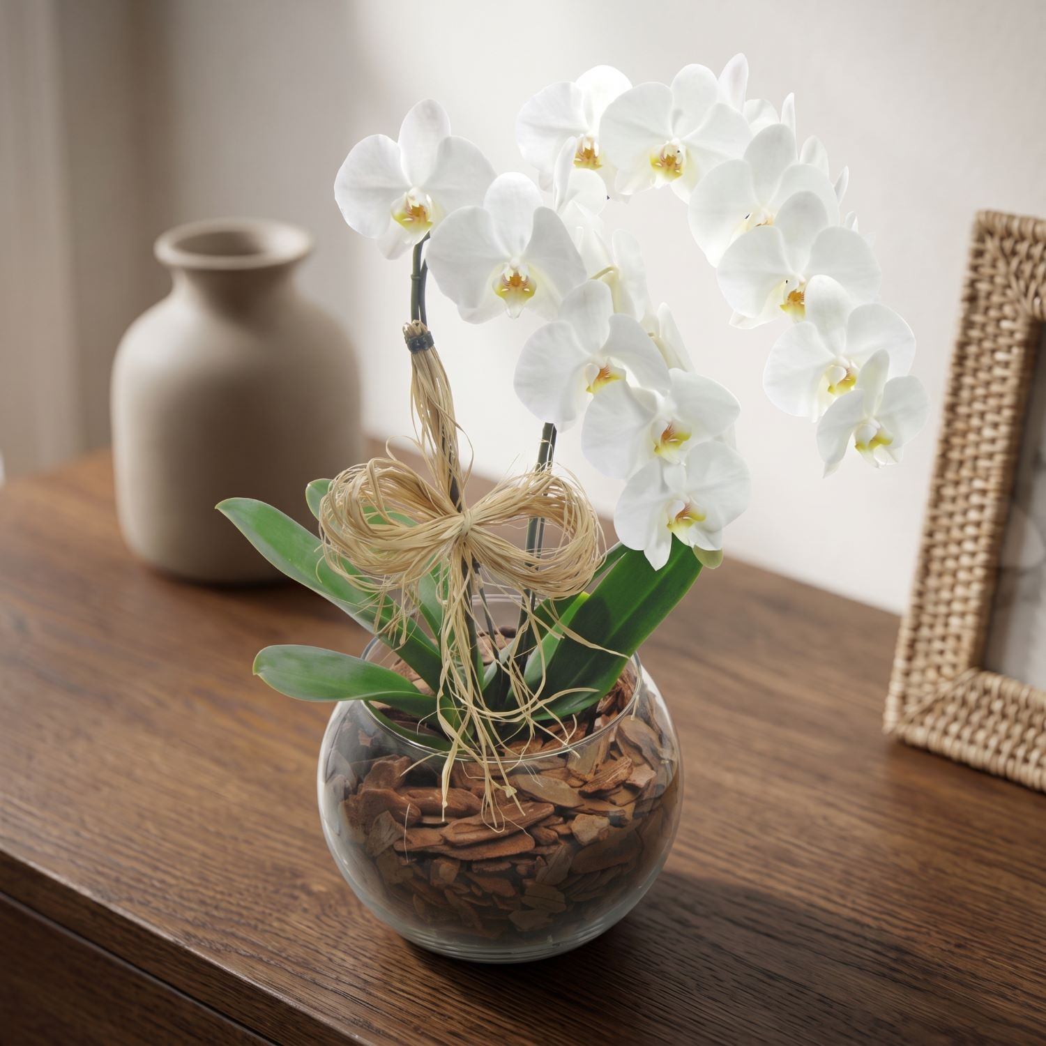 Orquídeas Phalaenopsis com duas Hastes Branca  