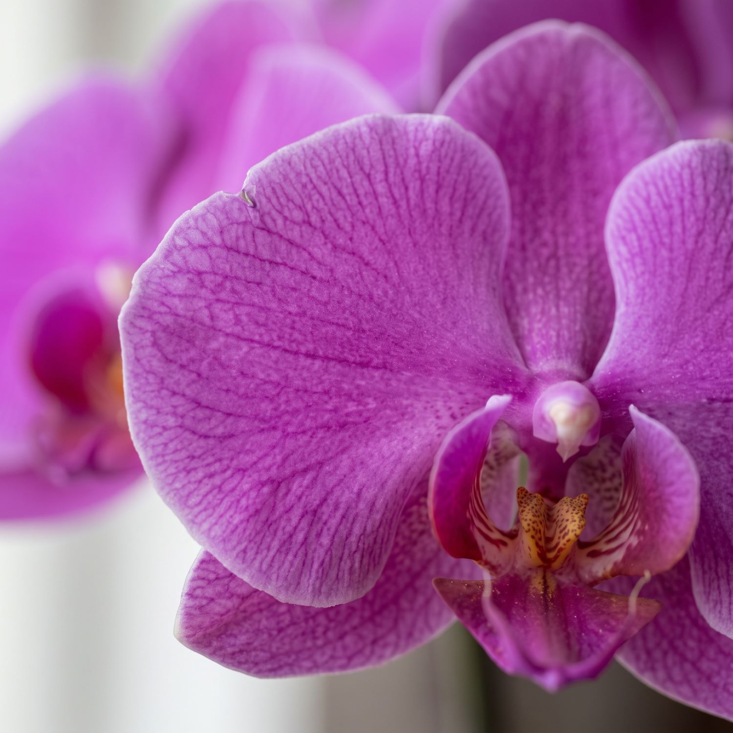 Orquidea Phalaenopiss Roxa 