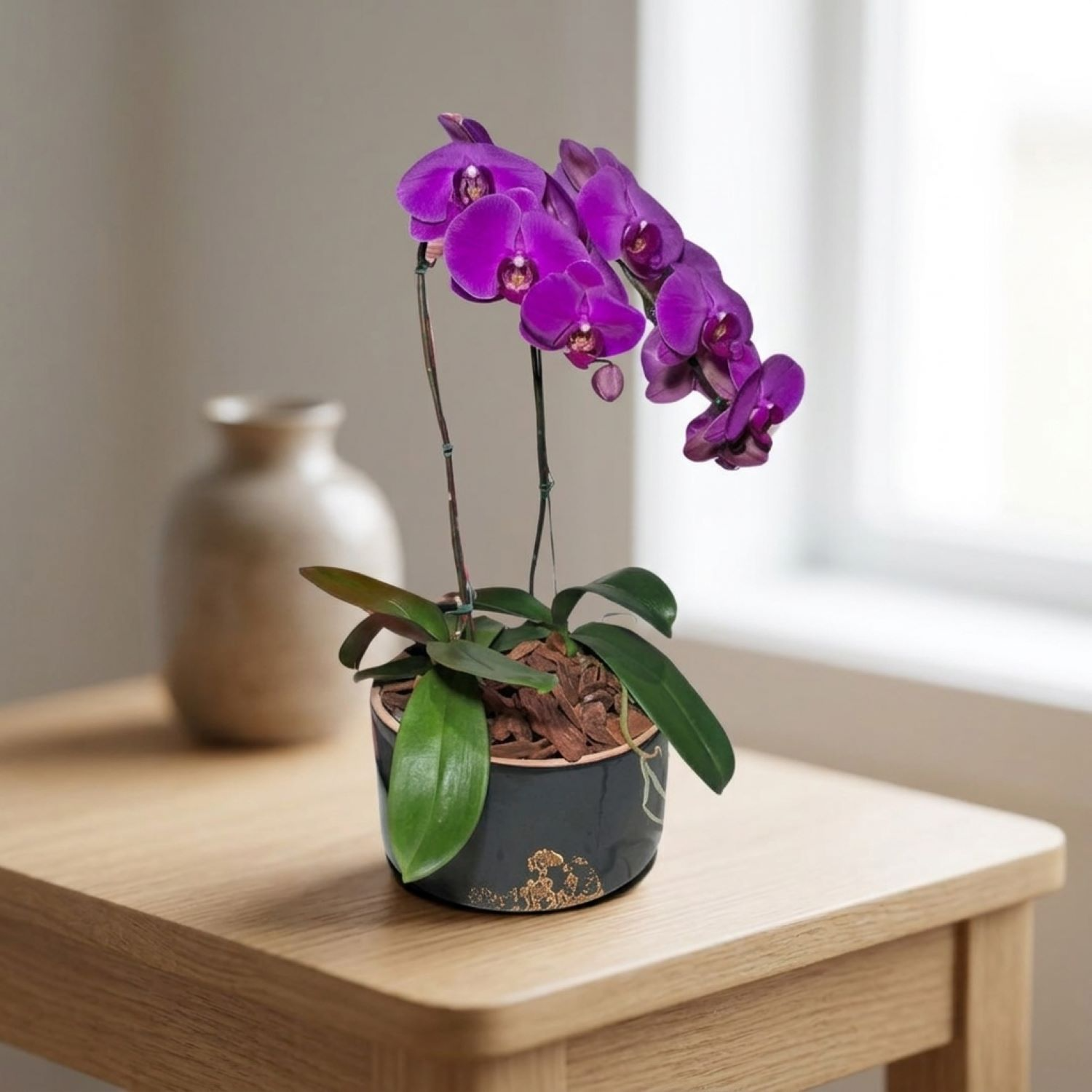 Orquídeas Phalaenopsis Com Duas Hastes Roxas