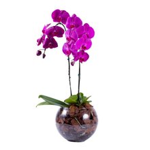 Orquídeas Phalaenopsis com Duas Hastes Roxa