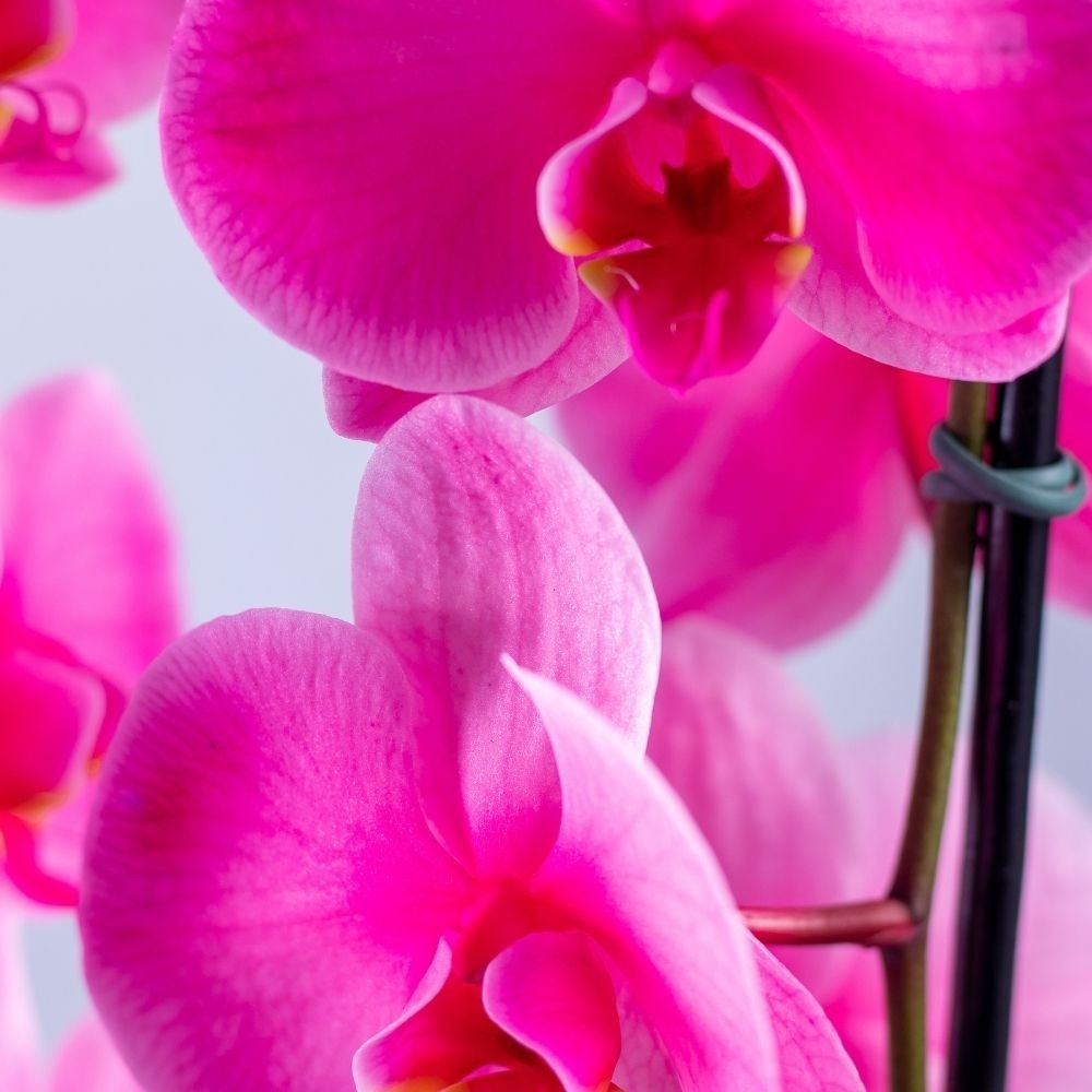 Orquídea Phalaenopsis Plantada  Rosa