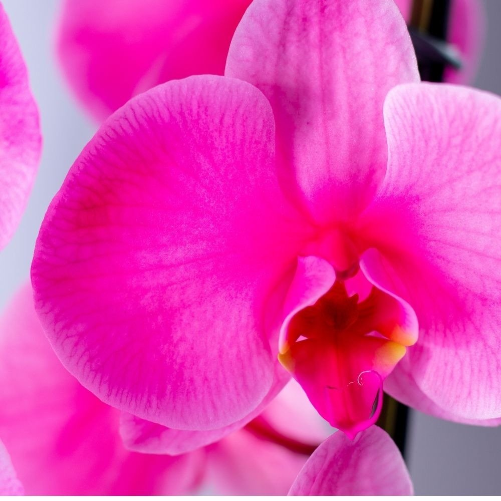 Orquídea Phalaenopsis Plantada  Rosa