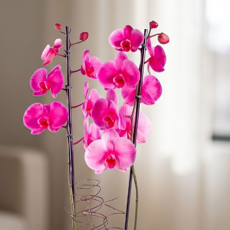 Orquídea Phalaenopsis Plantada  Rosa