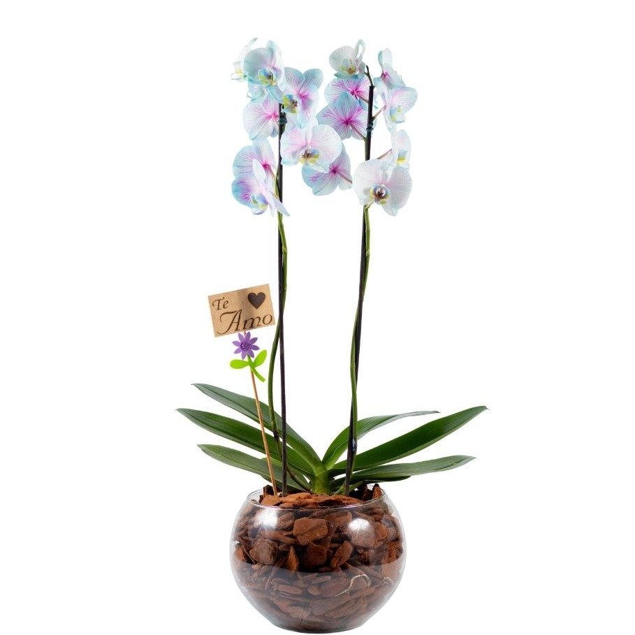 Orquídea Phalaenopsis Plantada Frozen