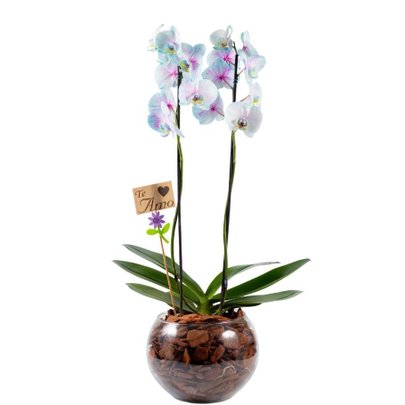 Orquídea Phalaenopsis Plantada Frozen