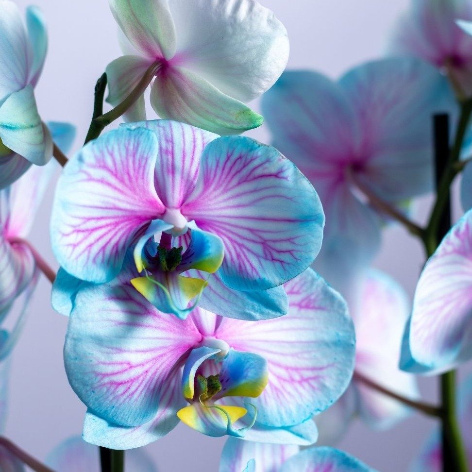 Orquídea Phalaenopsis Plantada Frozen