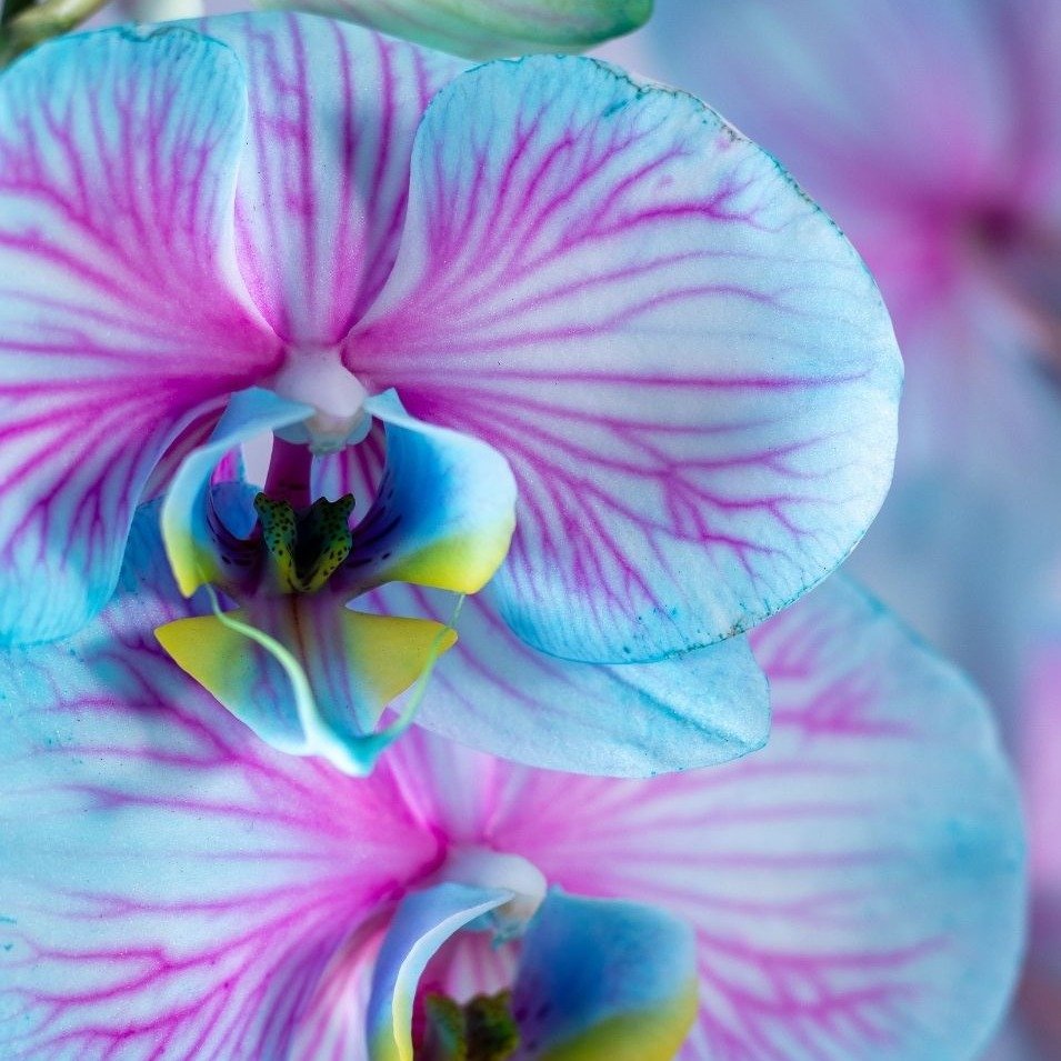 Orquídea Phalaenopsis Plantada Frozen