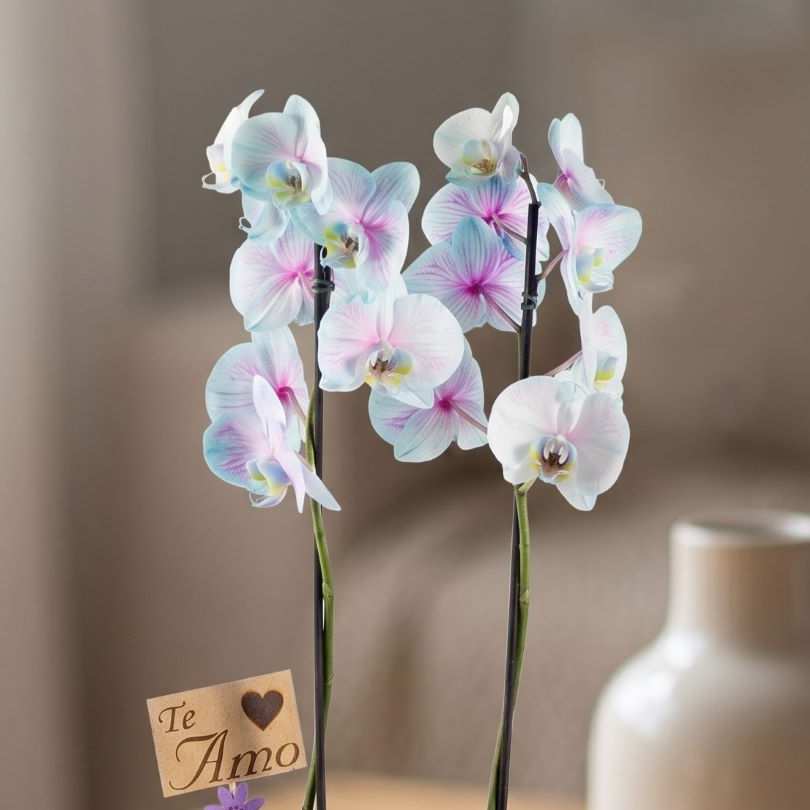 Orquídea Phalaenopsis Plantada Frozen
