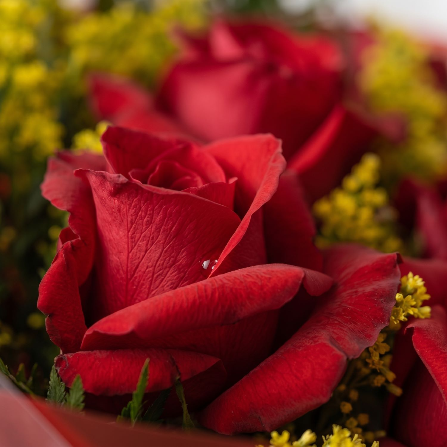 Buquê com 6 Rosas Vermelhas Nacionais  
