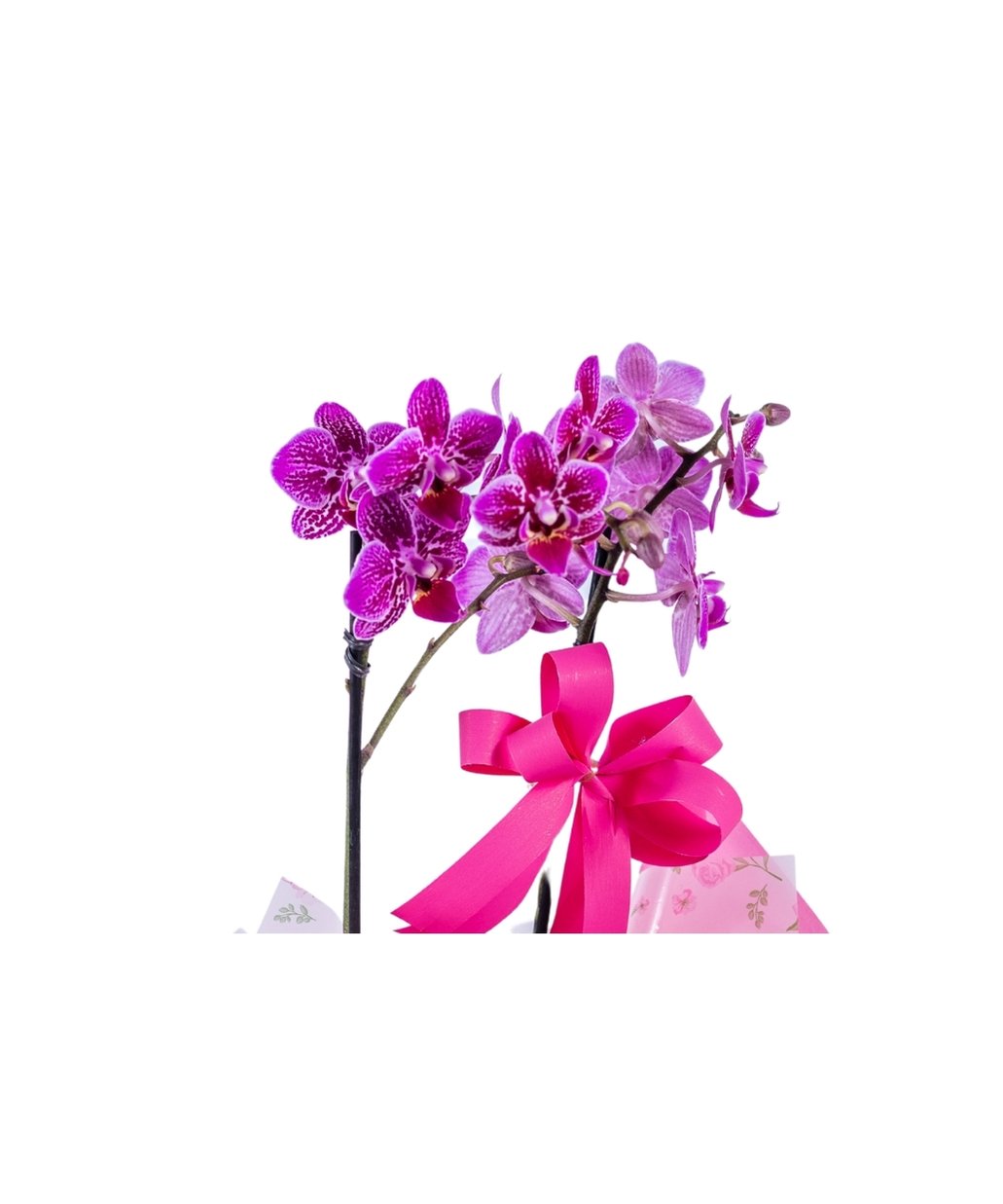Mini Orquidea Phalaenopsis Roxa No Cachepo 