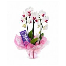 Arranjo com Orquídea