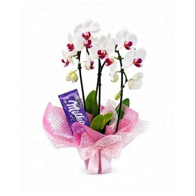 Arranjo com Orquídea