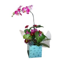 Arranjo de orquídea na box