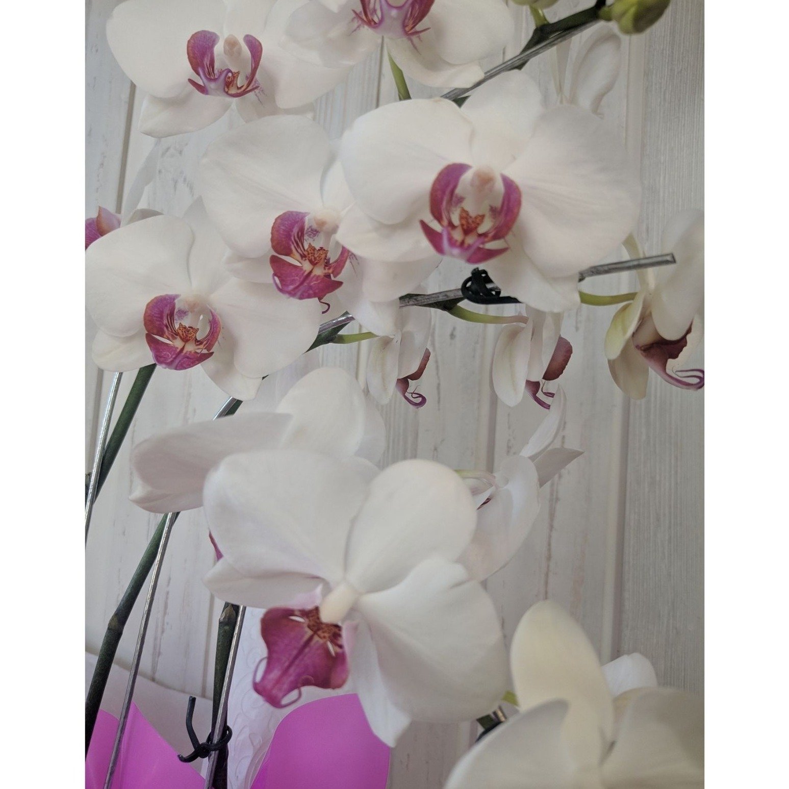 Orquídea Phalaenopsis Decorada